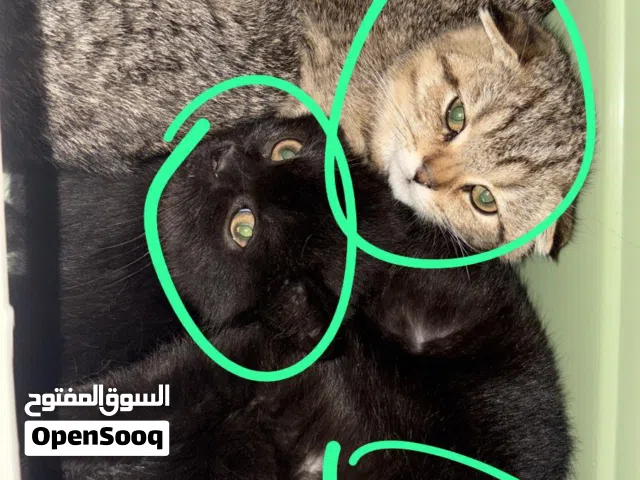 سكوتش للتبني