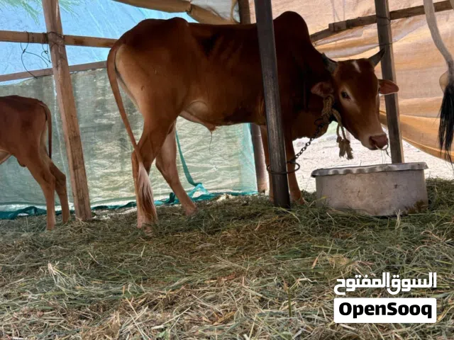 ثور عماني للبيع