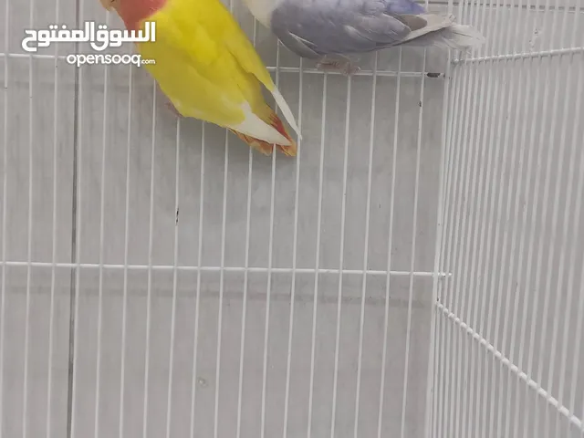 للبيع زوج روز اوبلاينات
