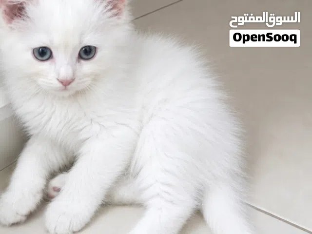 قطه  اليفه للبيع  قابل للتفاوض. ف حدود المعقول . رجاءا. التواصل. ع الواتساب. مباشره.