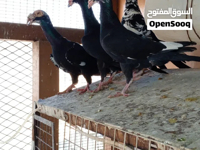 متاح جواز +فحول +طواير
