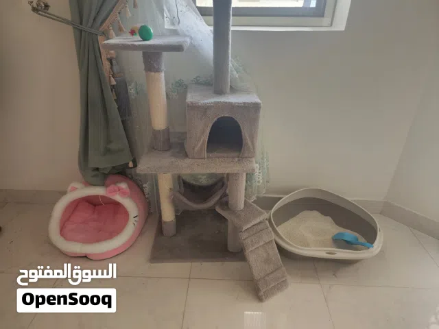 اغراض و العاب للقطط للبيع