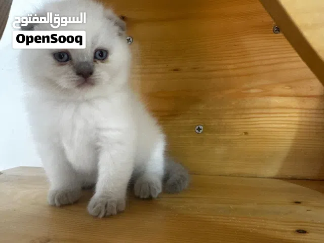 scottish fold 2 months old for sale