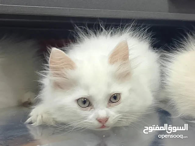 قطط لتبني بشروط