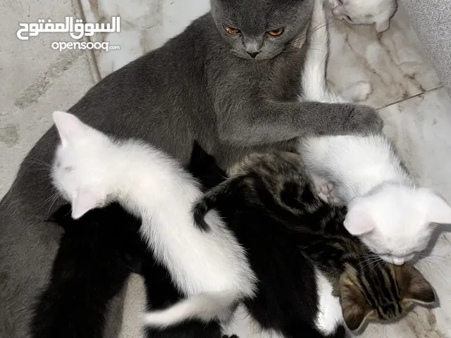 سكوتش فولد