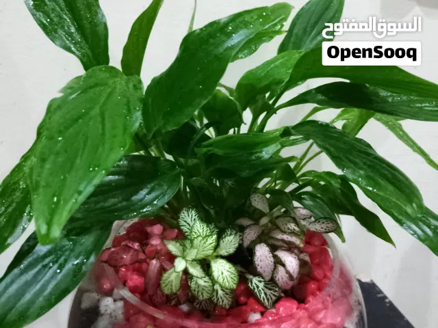 peace Lily
