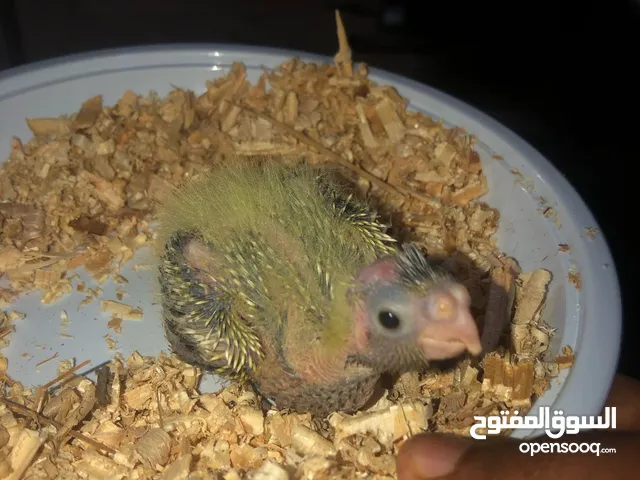 كوكتيل فرخ للبيع