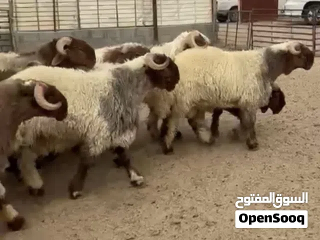 خرفان كويتي