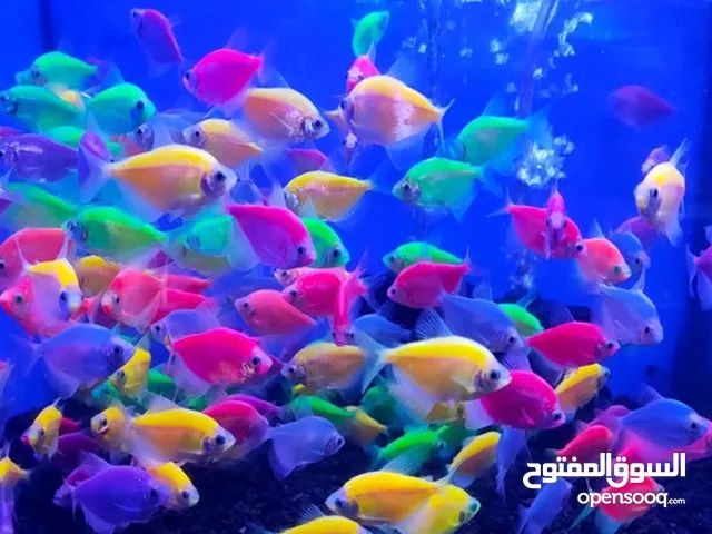 أسماك زينة خارجية