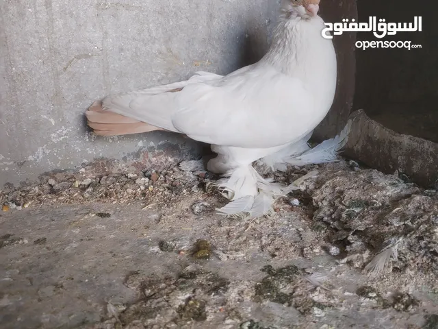 طيره بالوني المانية لون اصفر