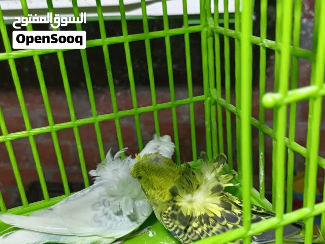 ذكرين فلل كتفين