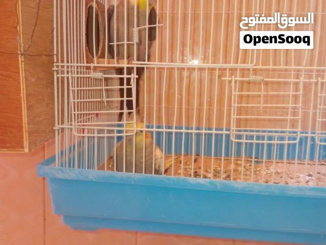 كوبيه كوكتيل لي أعلى سعر