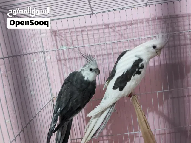 كوكتيل زوجين مالت بيت بزرات