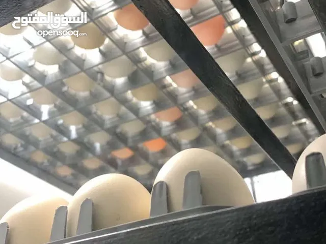 فقاسة للبيع