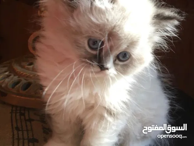 قطط كان هملايا بلو وهملايا اورنج عمر45 يوم