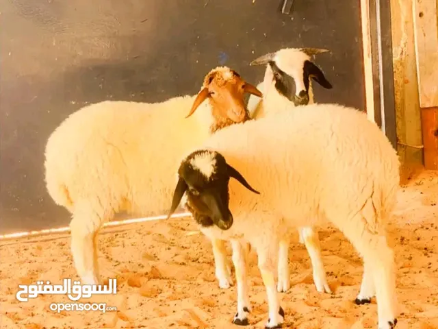 ااااااااااااااا