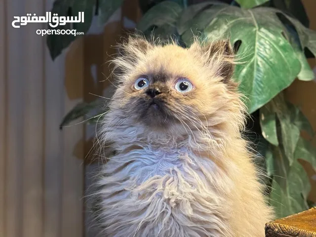 قطه همالايا للبيع عمرها 3 شهور