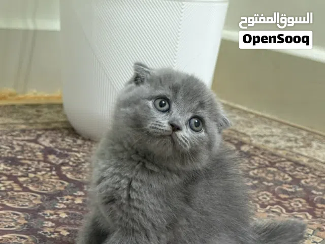 للبيع قطط سكوتش فولد / ستريت
