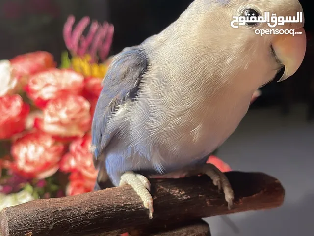 للبيع ببغاء الروز الاليف