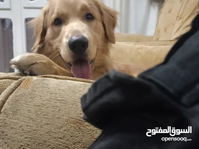 كلب جولدن ريتريفر