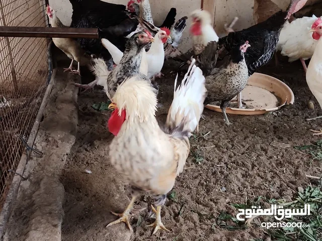 دجاج عماني وأناث رومي وكوشن هجين وديكة البولش أصلي