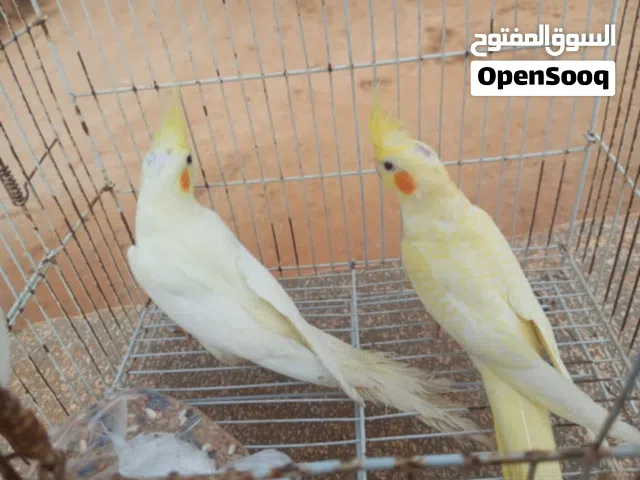نتايات محليات واتيات سعرهم 330 الزوز عين حمرا