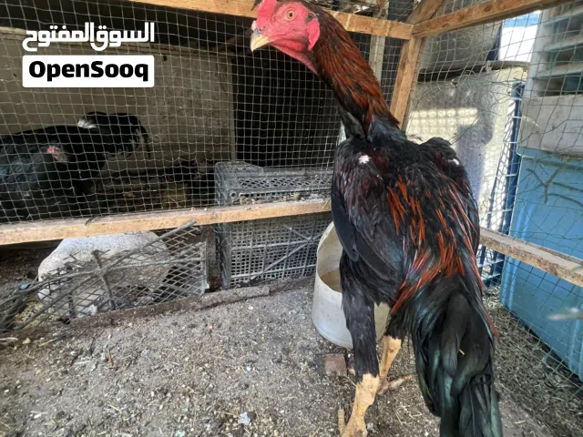 متوفر ديج هراتي من اب تركي وام المانية عمره 8 اشهر قياس وسط سعرة 75 الف وبي مجال مكاني البصرة الزبير
