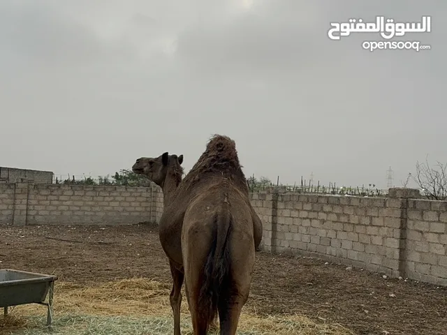 ناقة محلية