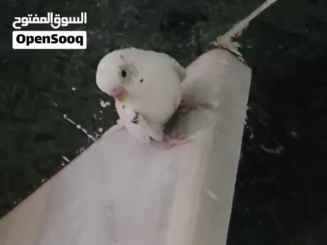 كوبيه بقلينوا انتيه ودكر