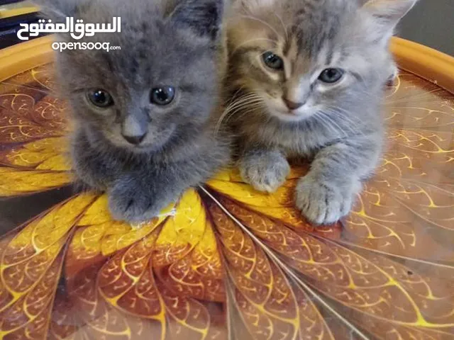 بيع قطط شرازي في عمان