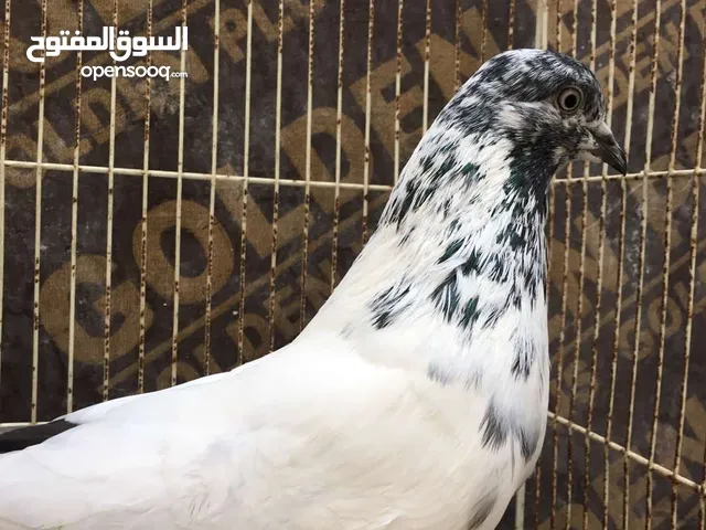 Pakistani Pigeons حمام باكستاني