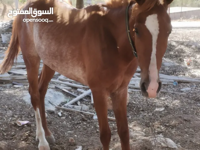 مهر نخب بصلات على النبي هادي اهدا من النعجه صلاة النبي علىه كلشي موضح بل صوره على الركوب نار