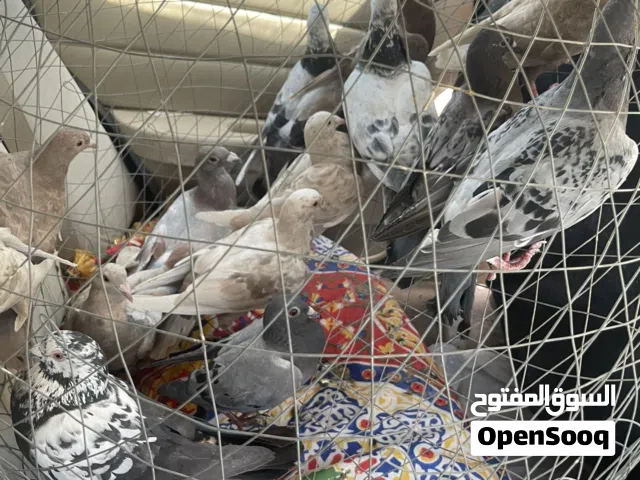للبيع حمام حط سعرك وشيل