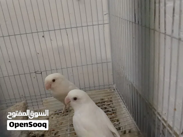 متاح زوج غندوره البينو امايات مزاوجات نظافه وصحه جيده