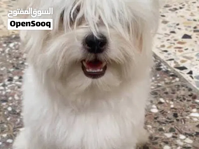 كلب فرنسي للبيع