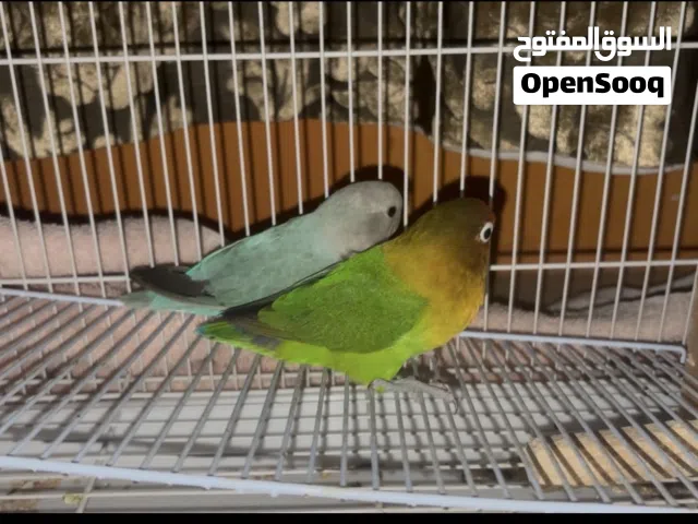 Birds for sale