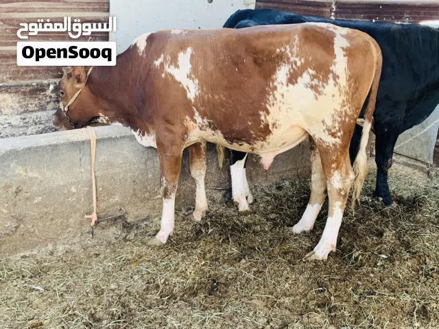 عجل هولندي سمين وحلو معلوف براسه