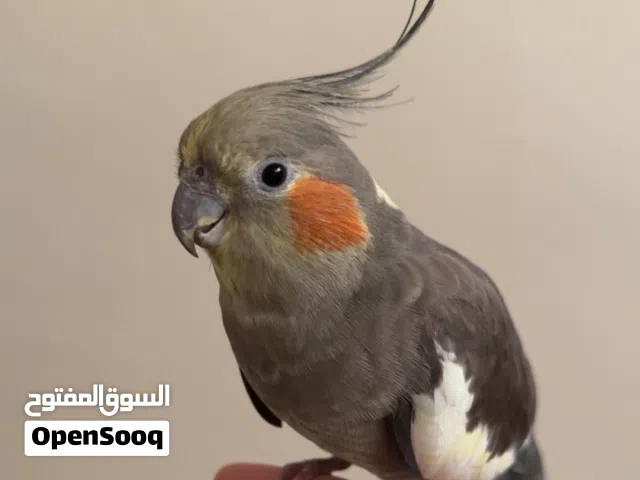 بغبغاء كنيور انثى