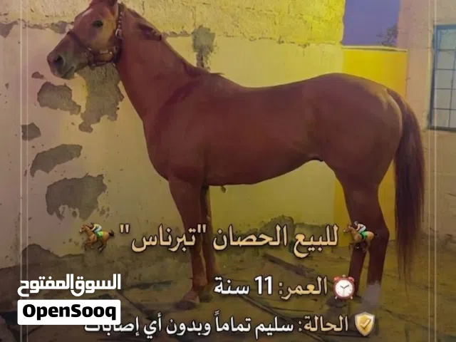 حصان ثربرد للبيع