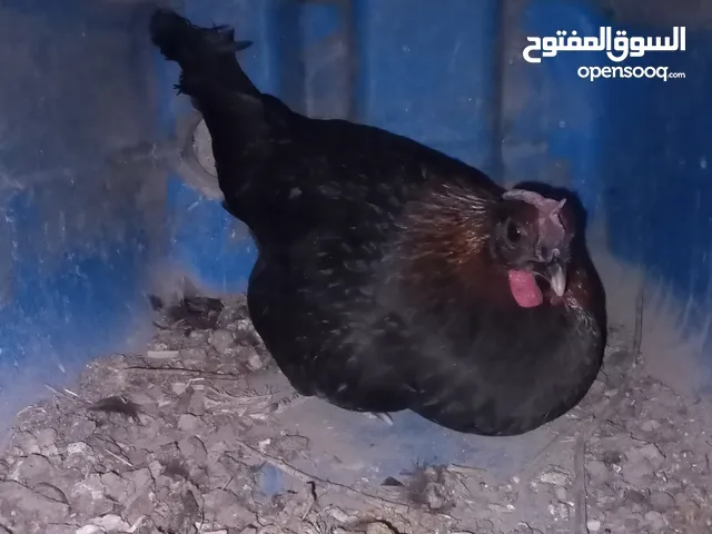 دجاجه بلديه راقده بدون بيض
