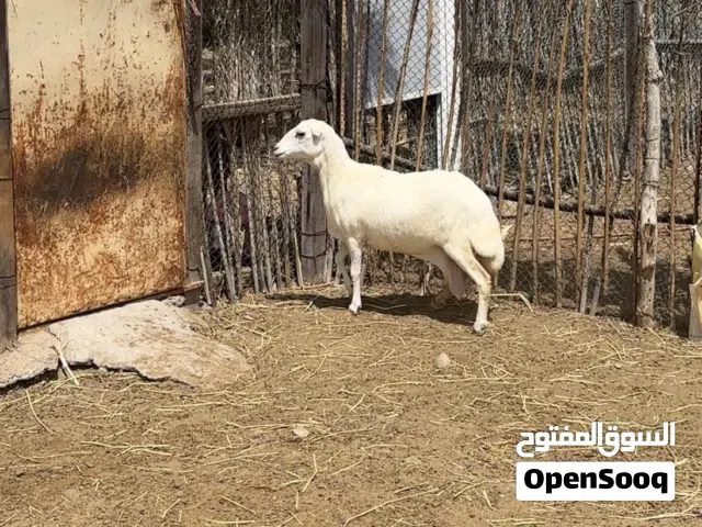 جاعده يمنيه حباصي
