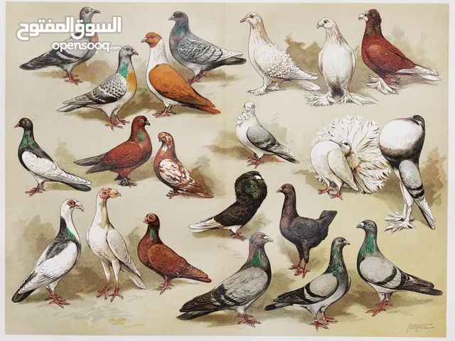 حمام كش بصلاة على النبي صحه نضافه العدد 50