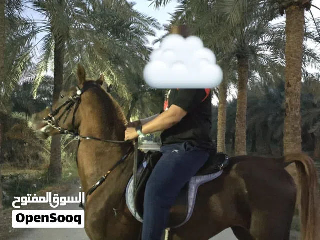 خيل للبيع جميل صح ممتازه مخلوط رفيع نشيط هادء