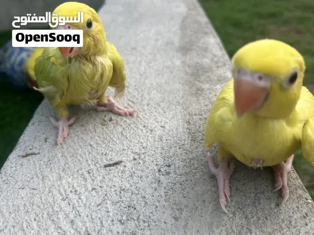 فروخ لاسونج الاصفر