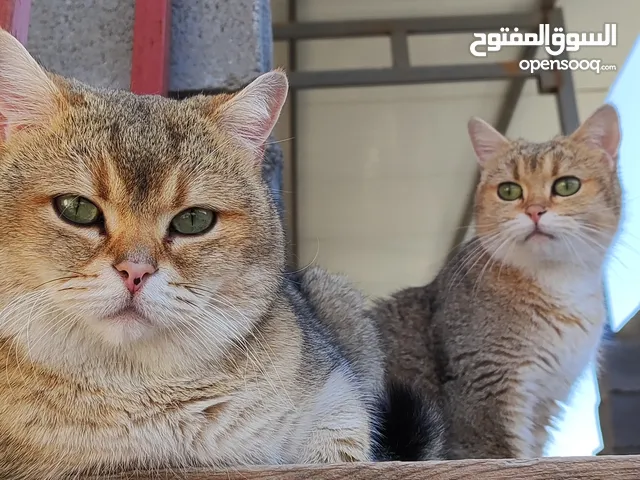 قطط سكوتش كولد ستريت نقيات من خطوط دم قويه ستيراد من تركيا يحمل جواز سفر مسجل منظمه القطط. العالميه