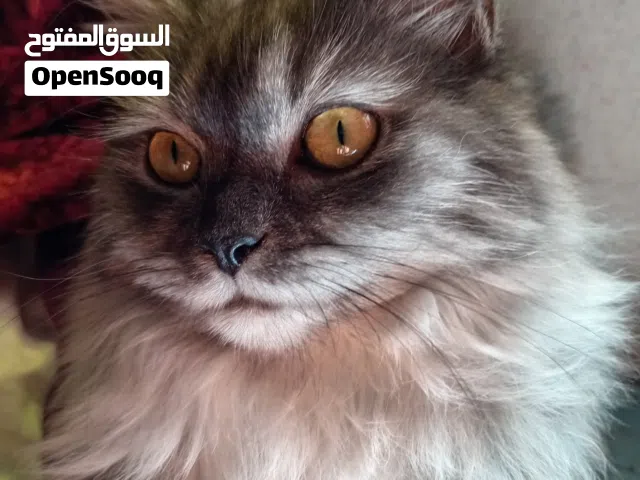 قطه شيرازيه للبيع