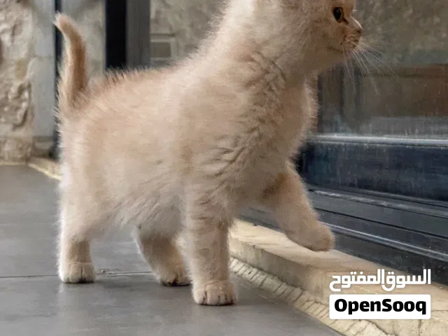 قطط شكوتش فولد