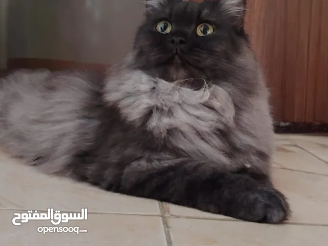 قـطه انـثى للـبيع  الوصف مهم