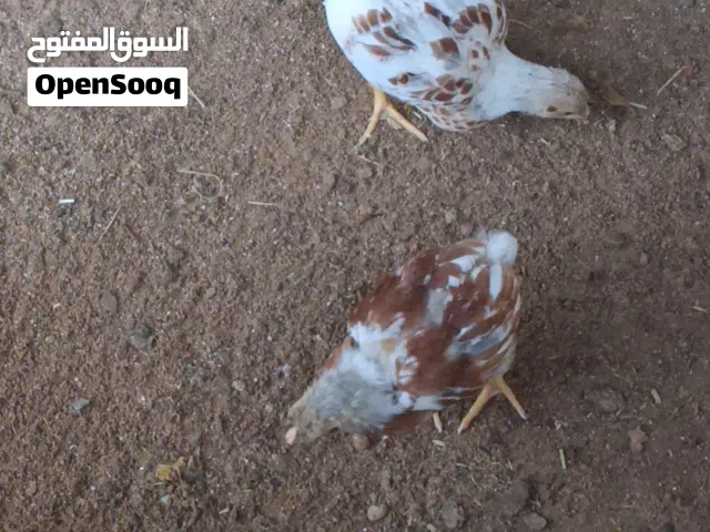ون دوت بركاني خمسه فراريج 10عتاتيق