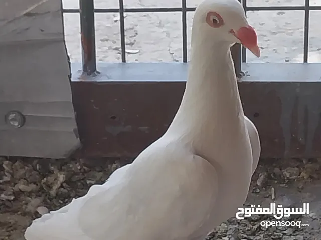 حمام نخب صحه ونضافه للبيع